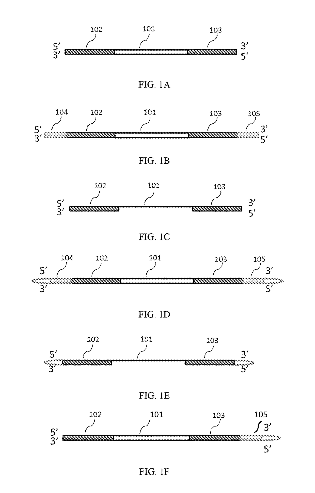 Methods of inserting molecular barcodes