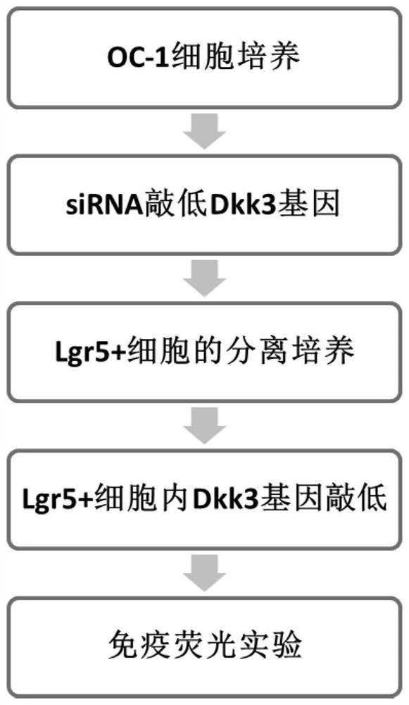 Construction method and application of Dkk3 gene mouse model