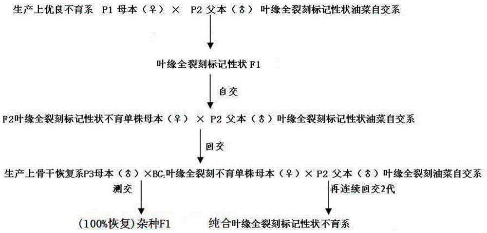 Rape sterile line with leaf margin holoblastically-carved marker characters and breeding method and application