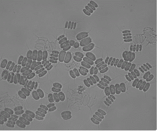 Scenedesmus sp. as well as culture method and application thereof