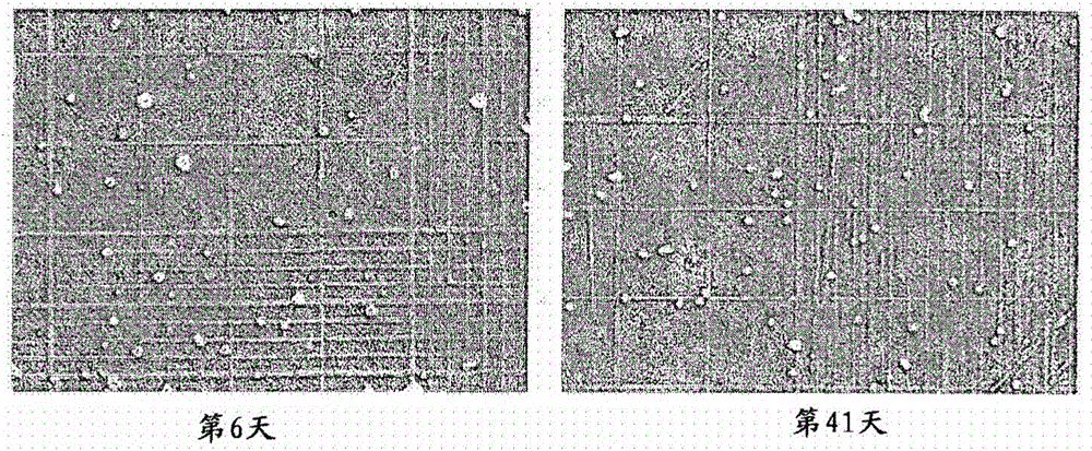 Mdck-derived cell strain suspension-cultured in protein-free medium and method for proliferating virus using cell strain