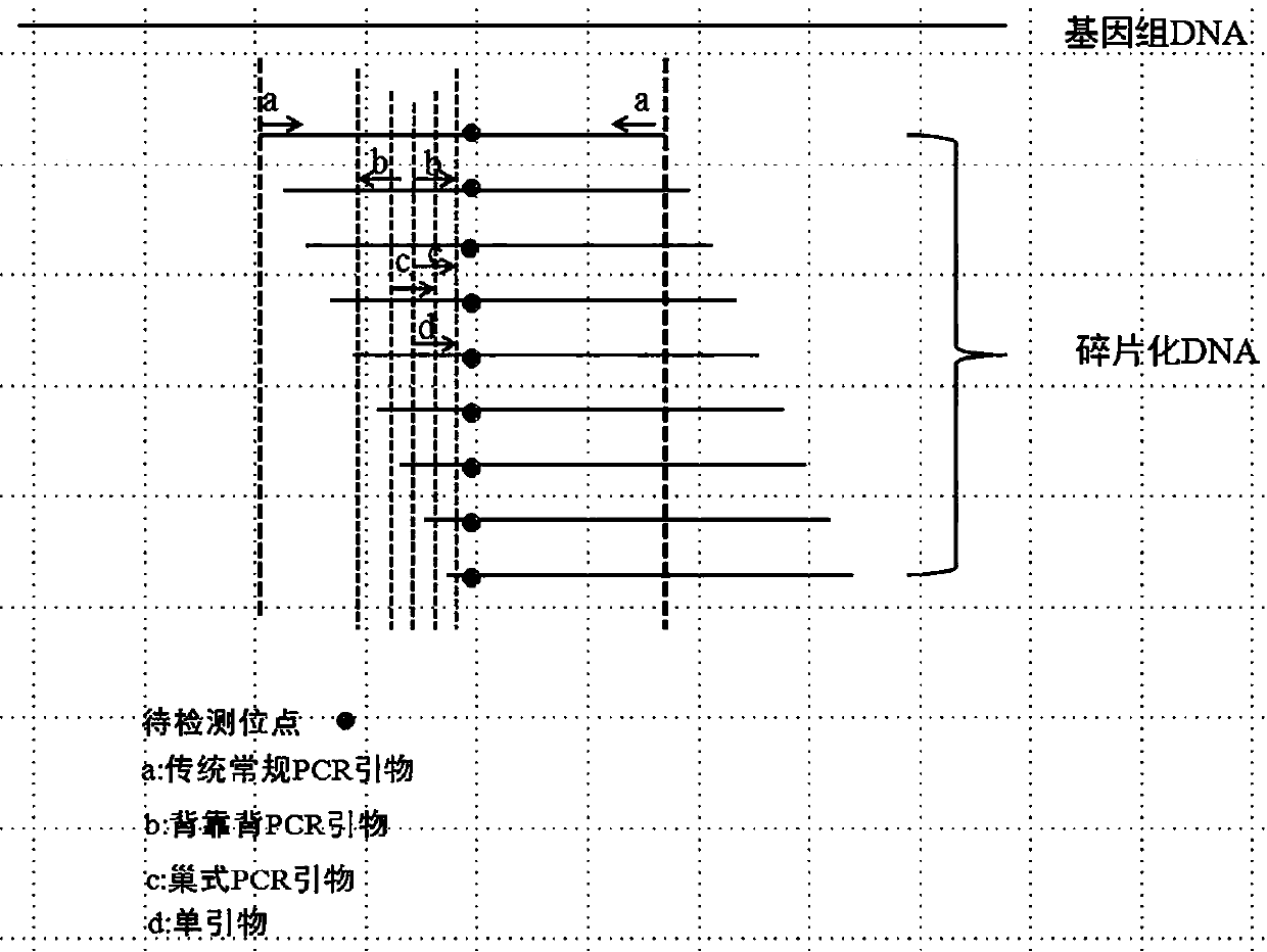 Bladder cancer mutation gene specific primer, kit and library construction method