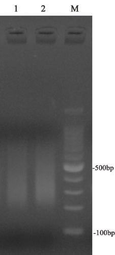 Bladder cancer mutation gene specific primer, kit and library construction method