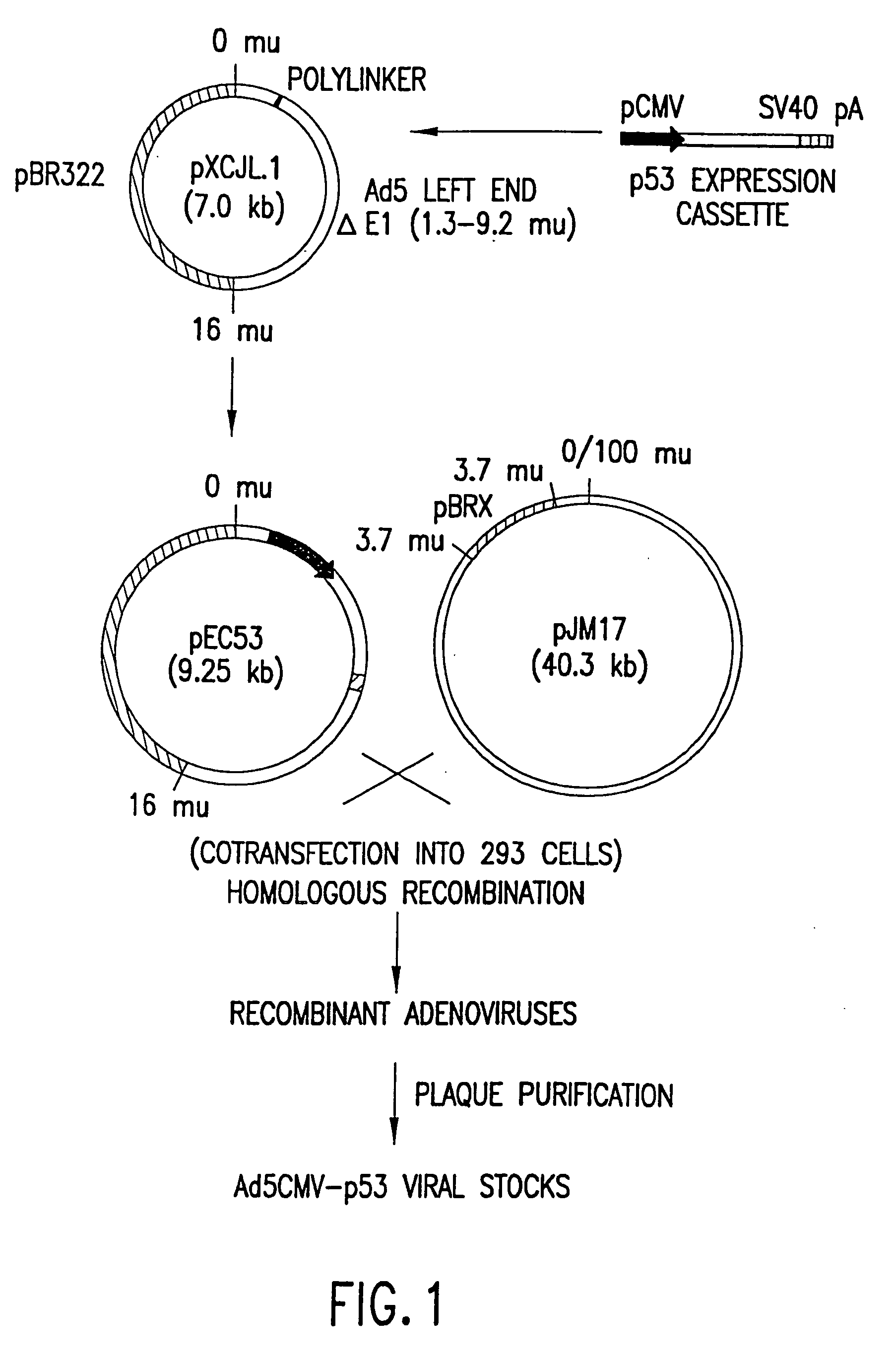 Methods and compositions comprising DNA damaging agents and p53