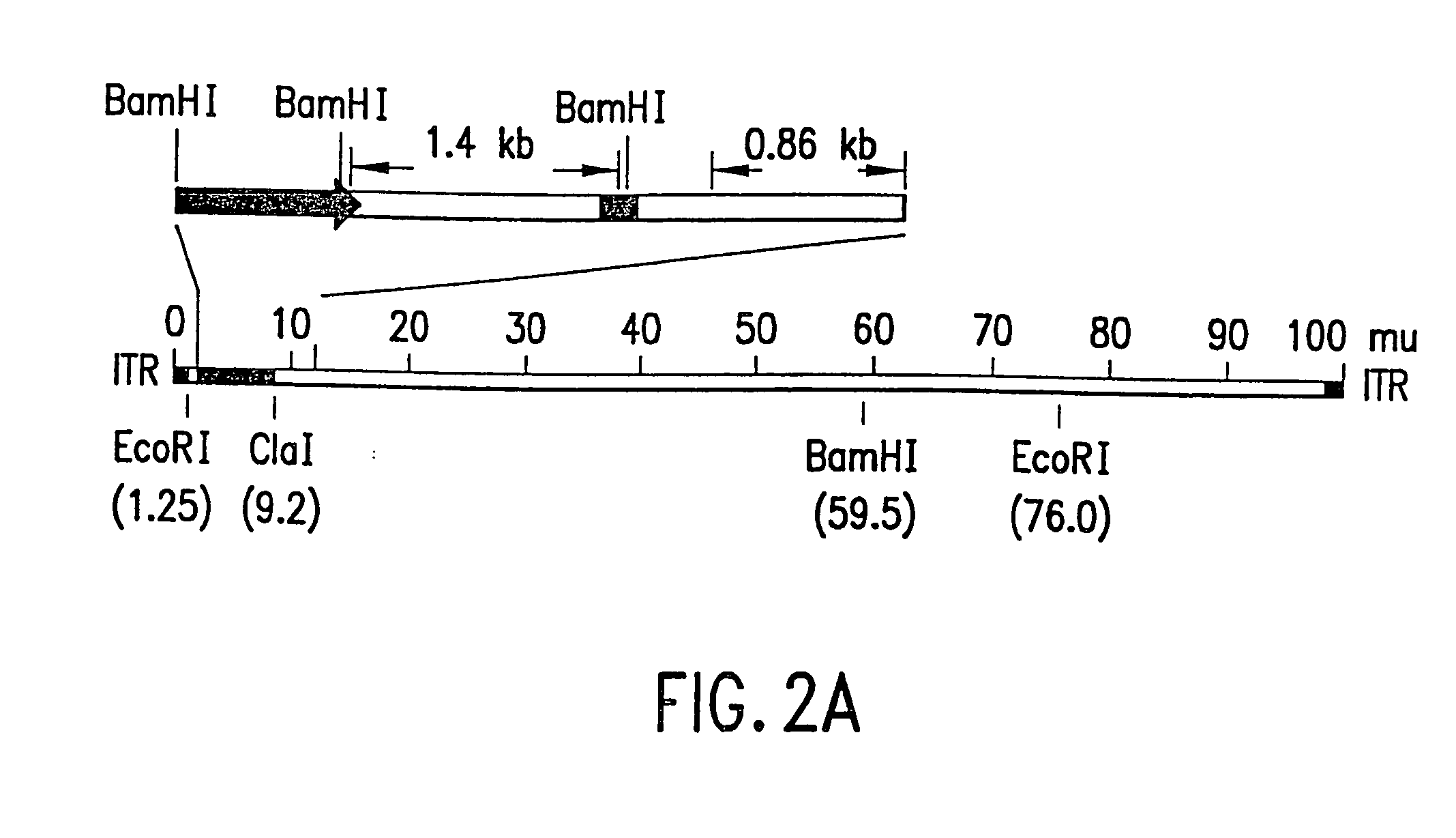 Methods and compositions comprising DNA damaging agents and p53