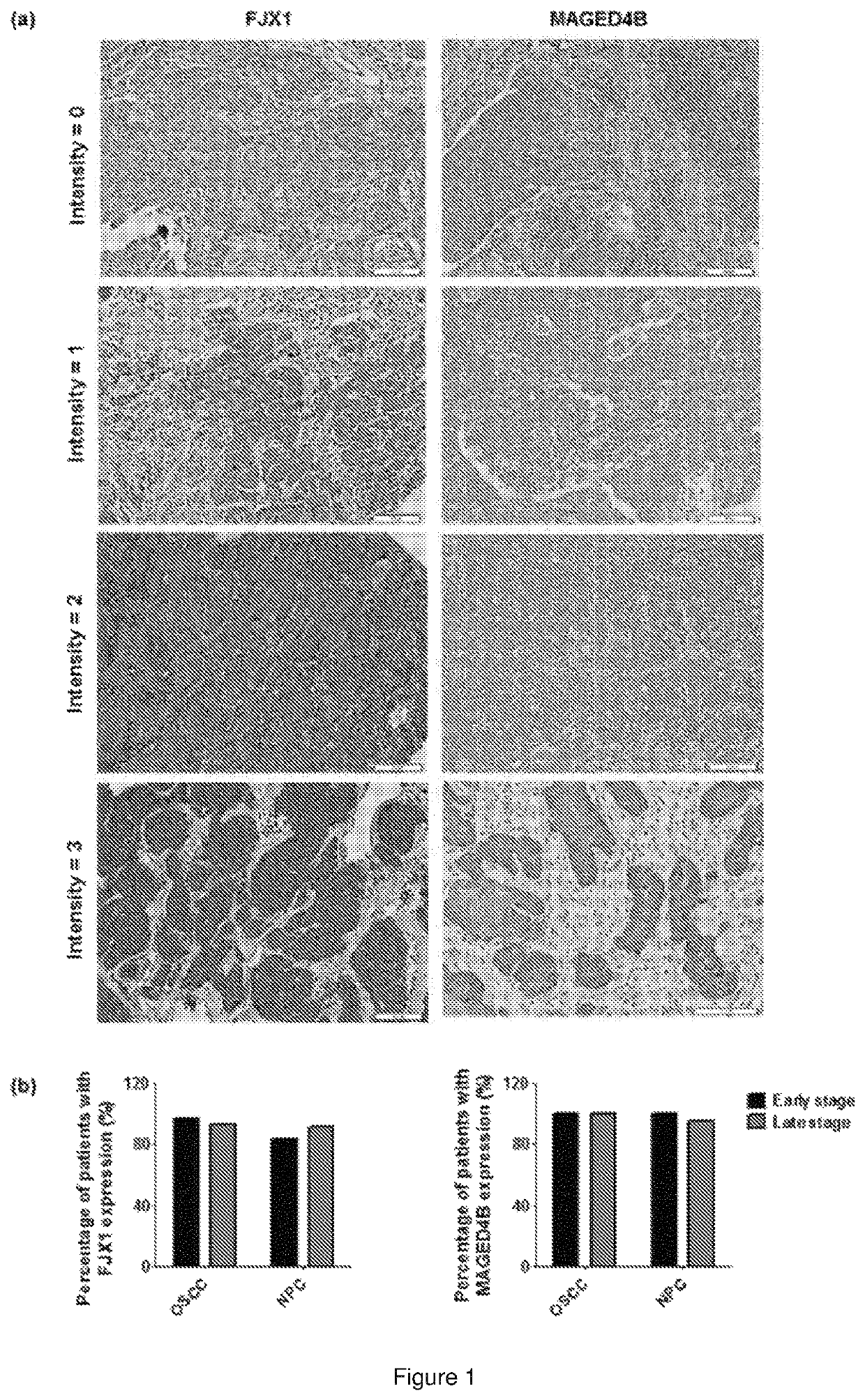 Immunogenic peptide composition