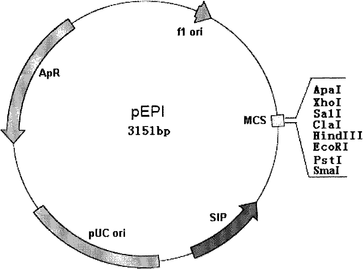 Method for producing polyhydroxyalkanoate using engineering strain