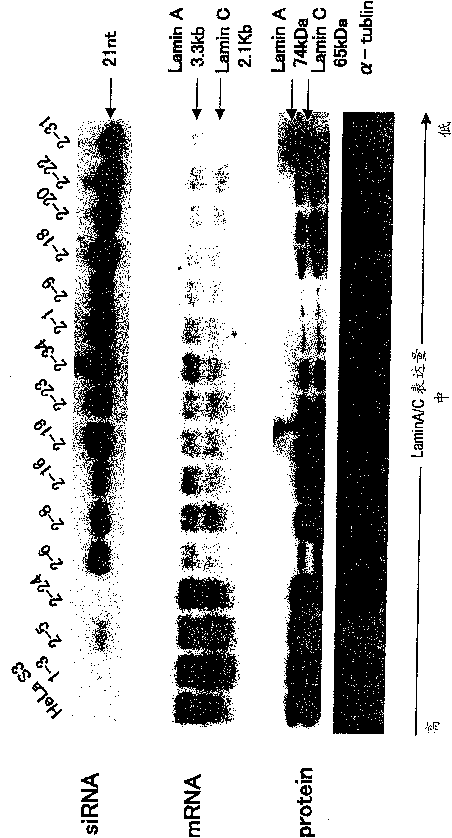 Polynucleotide for target gene