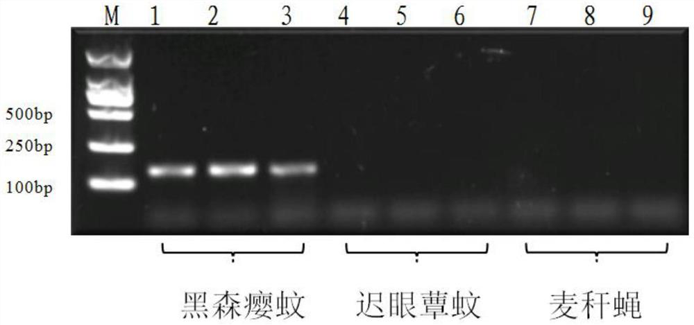 Primer pair for identifying gall midge melansen and identification method thereof