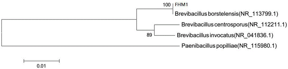 High-temperature-resistant garden waste decomposition bacterium FHM1 and application thereof