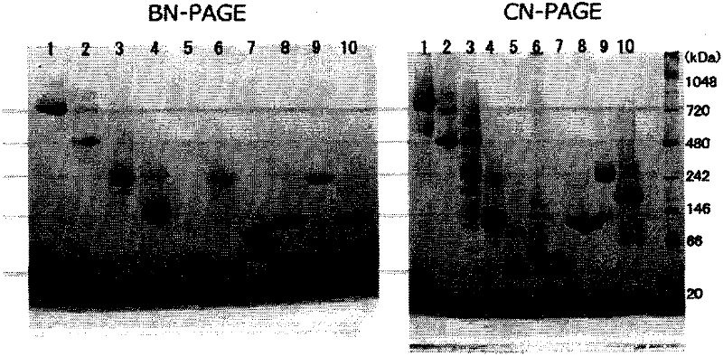 Novel Clear Native electrophoresis method utilizing aromatic sulfonic acid compound