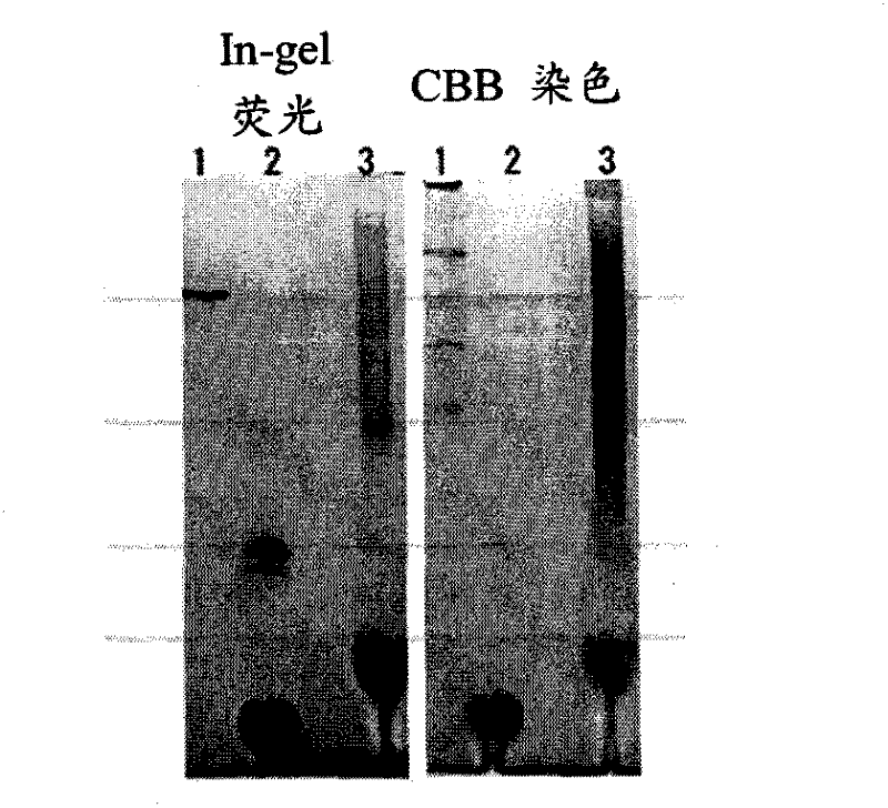 Novel Clear Native electrophoresis method utilizing aromatic sulfonic acid compound