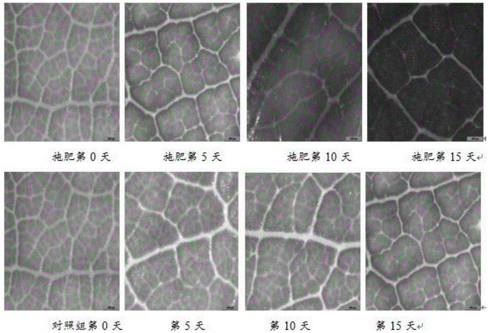 EDDHA chelated organic micro-fertilizer and preparation method thereof