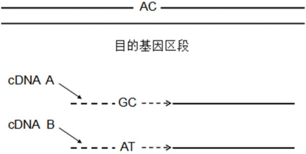 Medium-throughput gene expression analysis method based on second-generation test platform