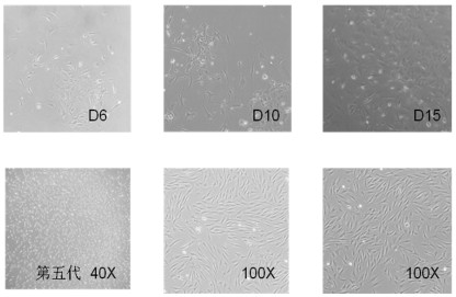 Method for promoting transdifferentiation of pAdM3C infected rat pancreatic duct cells