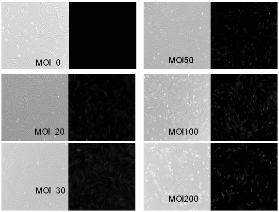 Method for promoting transdifferentiation of pAdM3C infected rat pancreatic duct cells