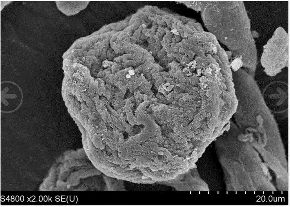 Microsphere and application thereof in hemostasis of wound