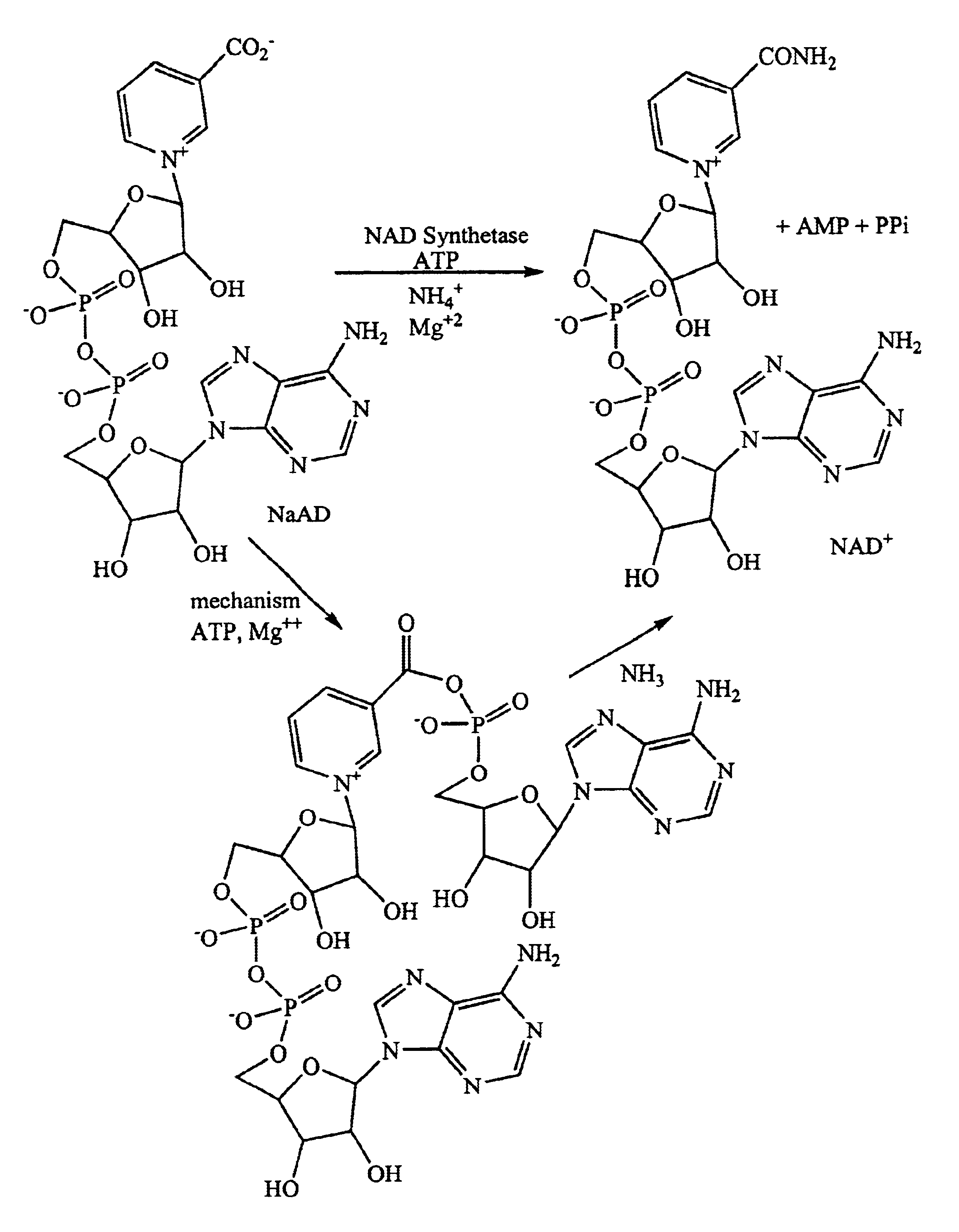 NAD synthetase inhibitors and uses thereof