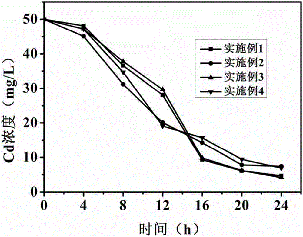 Method for removing sulfate and Cd (II) wastewater through sponge iron and microorganism synergism