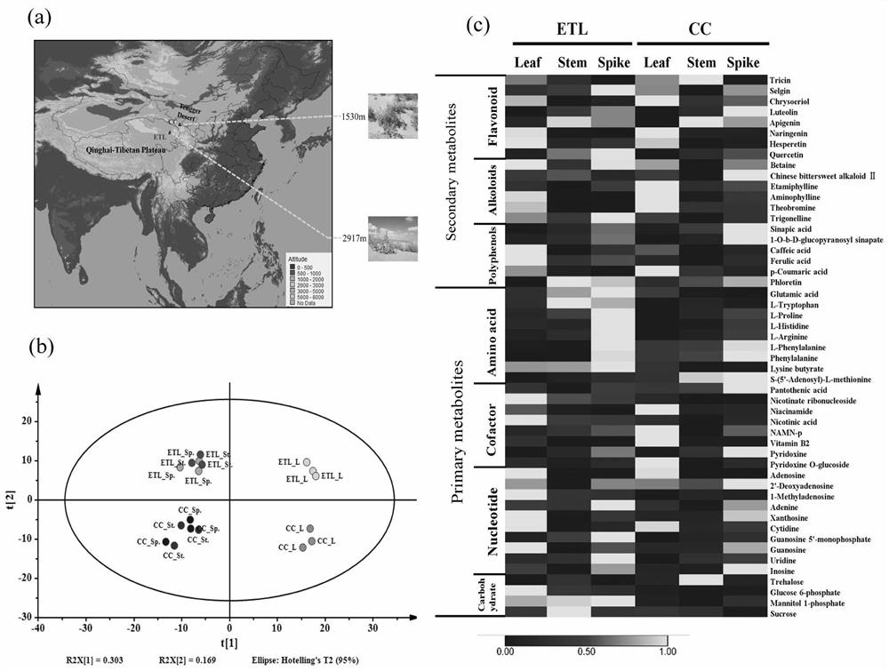 Method for screening agriophyllum squarrosum ecotype with high medicinal active ingredients based on metabolome difference