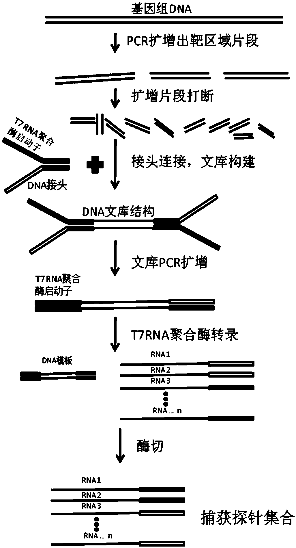 Preparation method of capture probe of large-fragment genome as well as kit