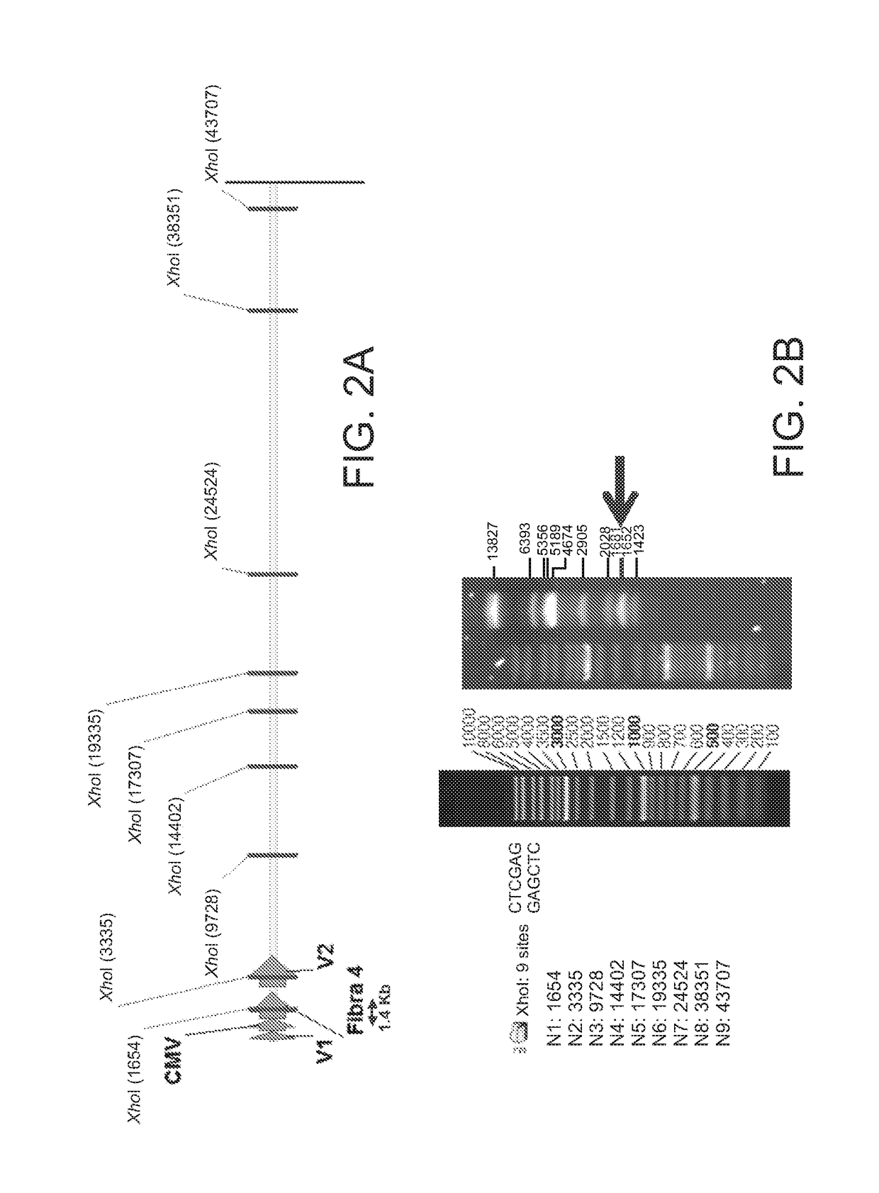 Vaccine in the form of a recombinant sero type 9 avian adenovirus vector