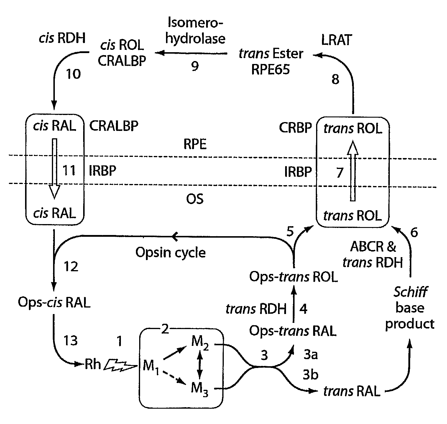 Compositions and methods of treating retinal disease