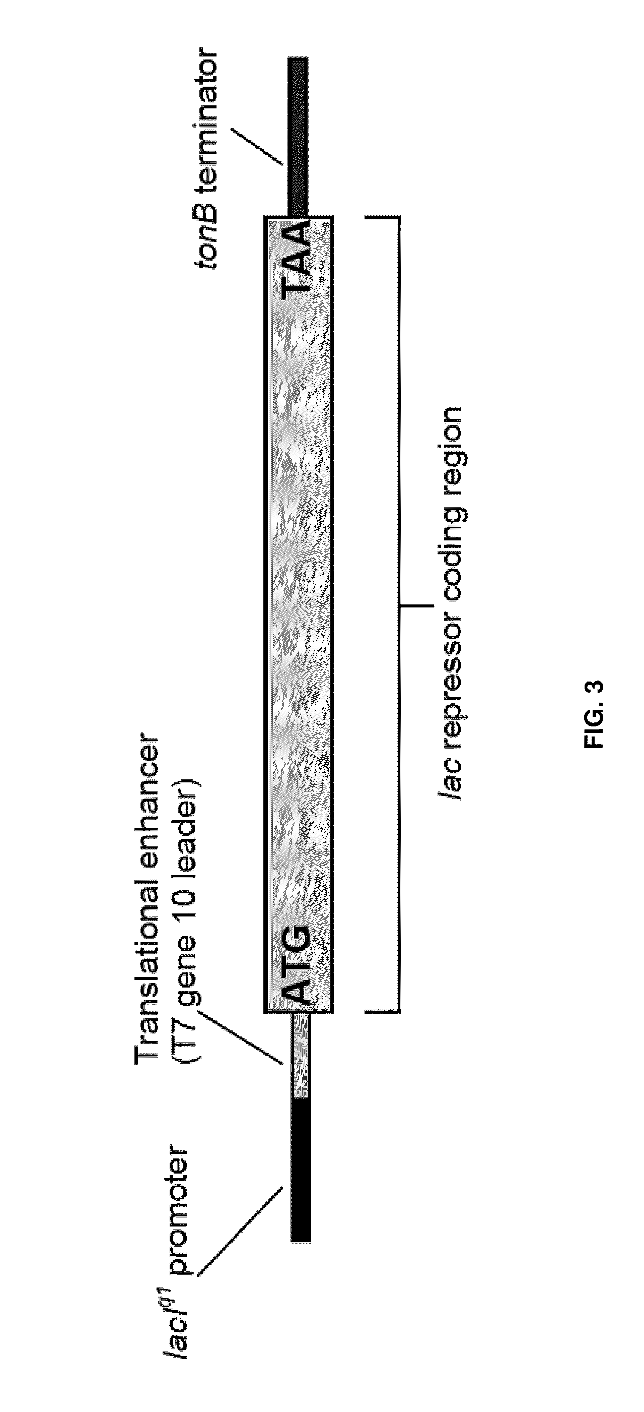 Host-vector system for cloning and expressing genes