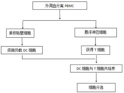 Tumor neoantigen-based T cell sorting preparation technology and application thereof