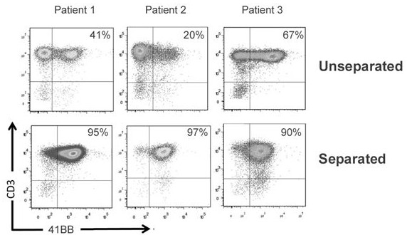 Tumor neoantigen-based T cell sorting preparation technology and application thereof