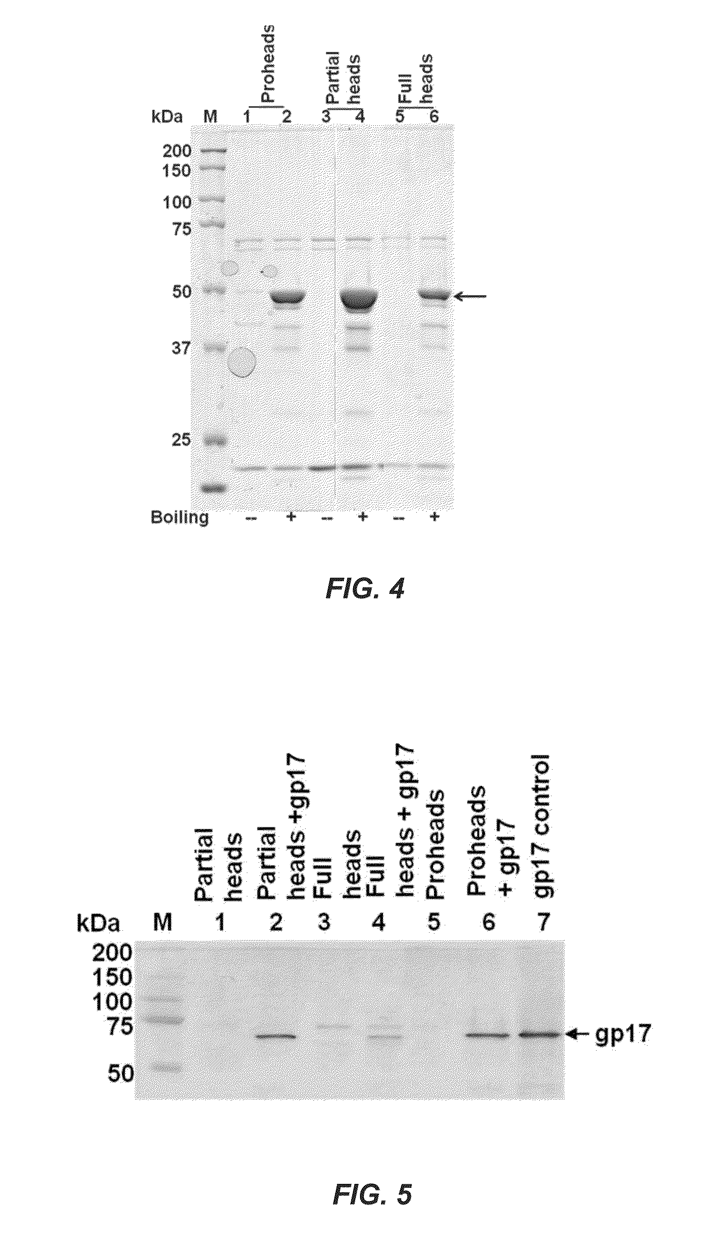 Protein and nucleic acid delivery vehicles, components and mechanisms thereof