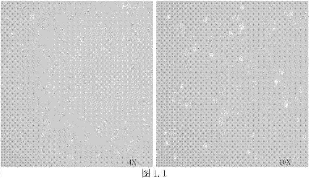 Serum-free culture medium for in-vitro culture and proliferation of mesenchymal stem cell