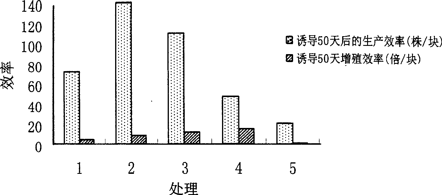 Efficient flameray-gerbera propagation production method using excised leaf