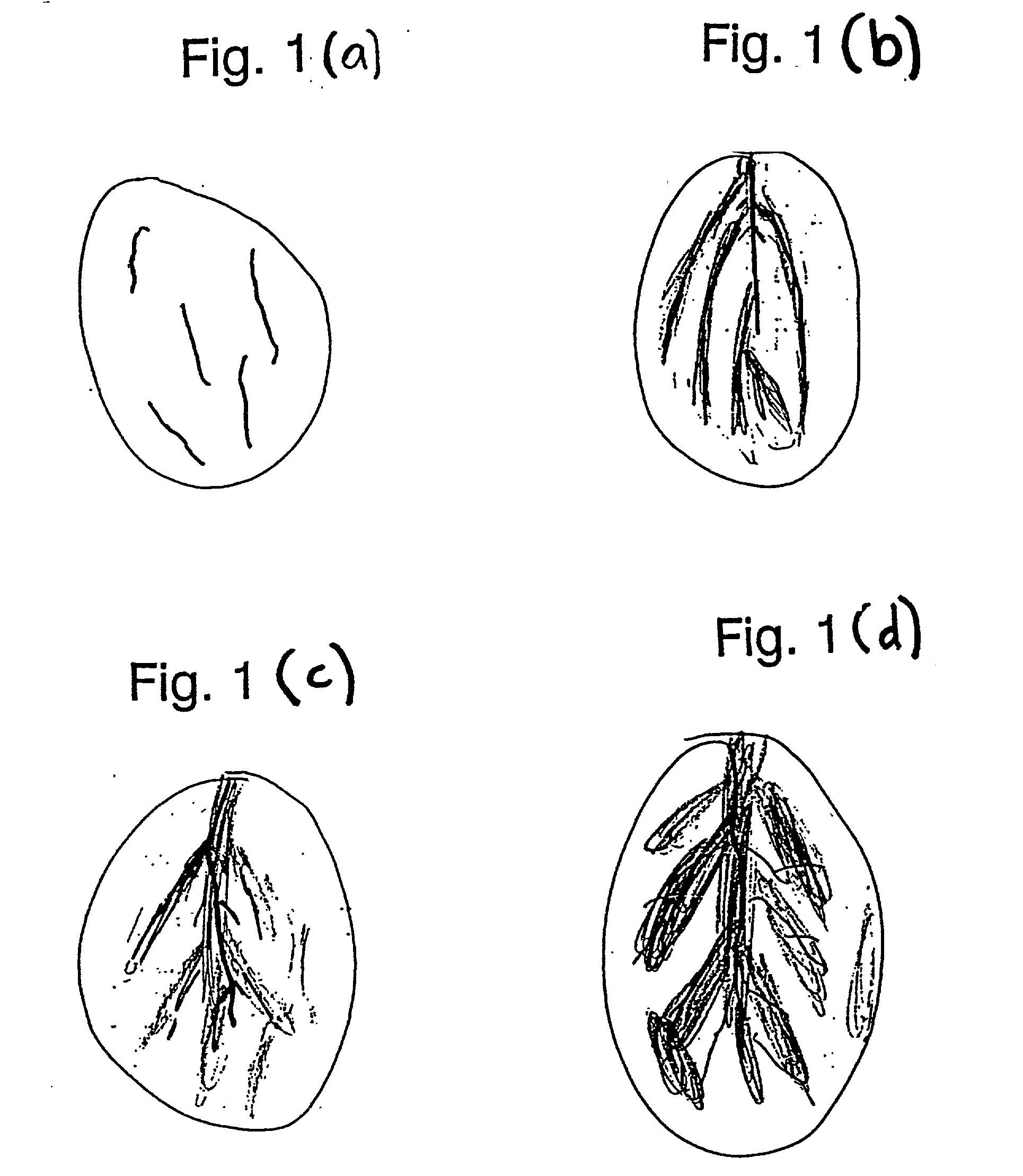 Health of a mammal by administering a composition containing at least one cocoa polyphenol ingredient