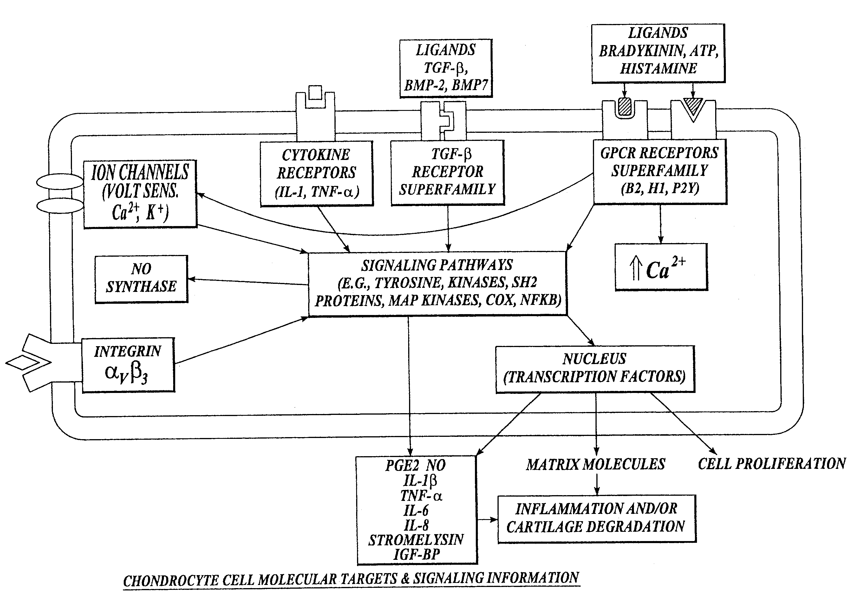 Compositions and methods for systemic inhibition of cartilage degradation