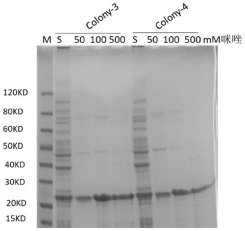 Mycoplasma pneumoniae antigen as well as preparation method and application thereof