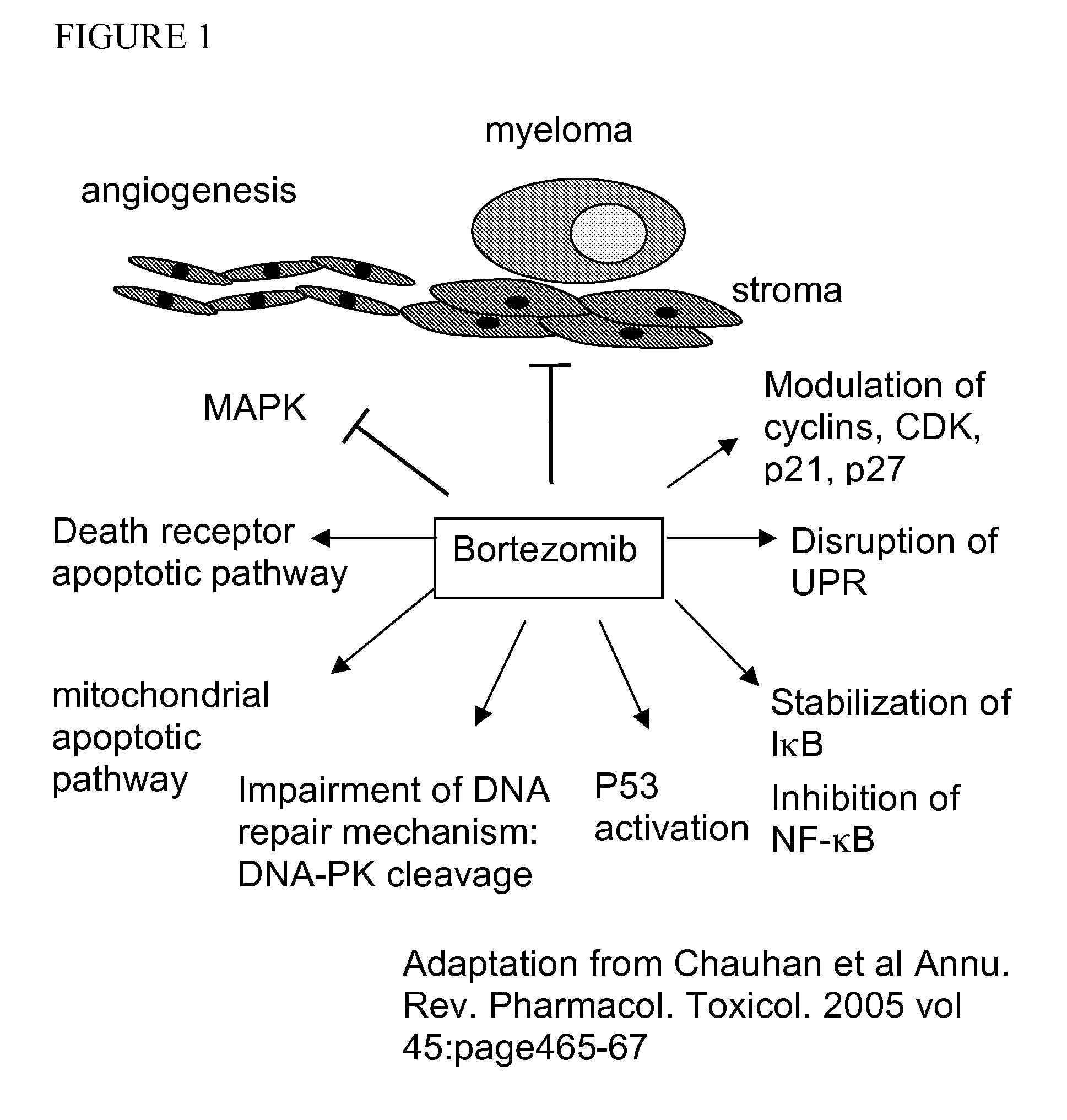 Assay for response to proteasome inhibitors