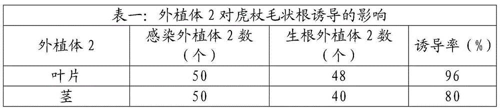 Method for production of resveratrol from polygonum cuspidatum trichoid root and enlarged cultivation