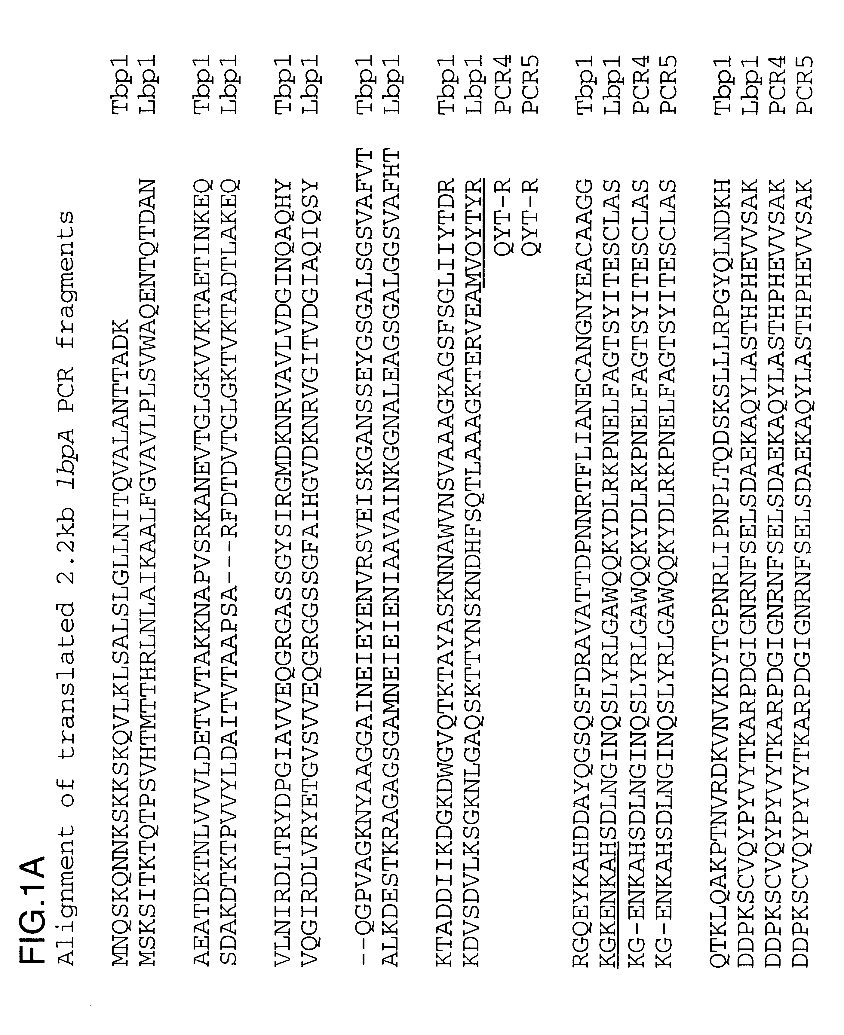 Lactoferrin receptor genes of Moraxella