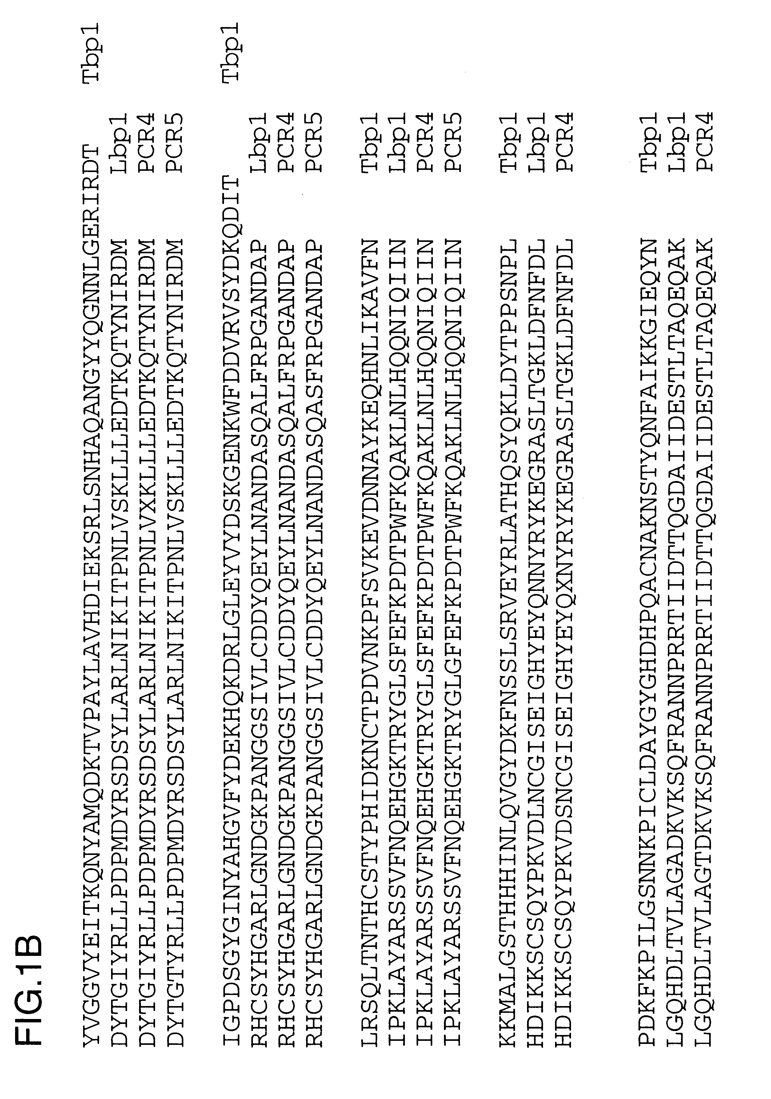 Lactoferrin receptor genes of Moraxella