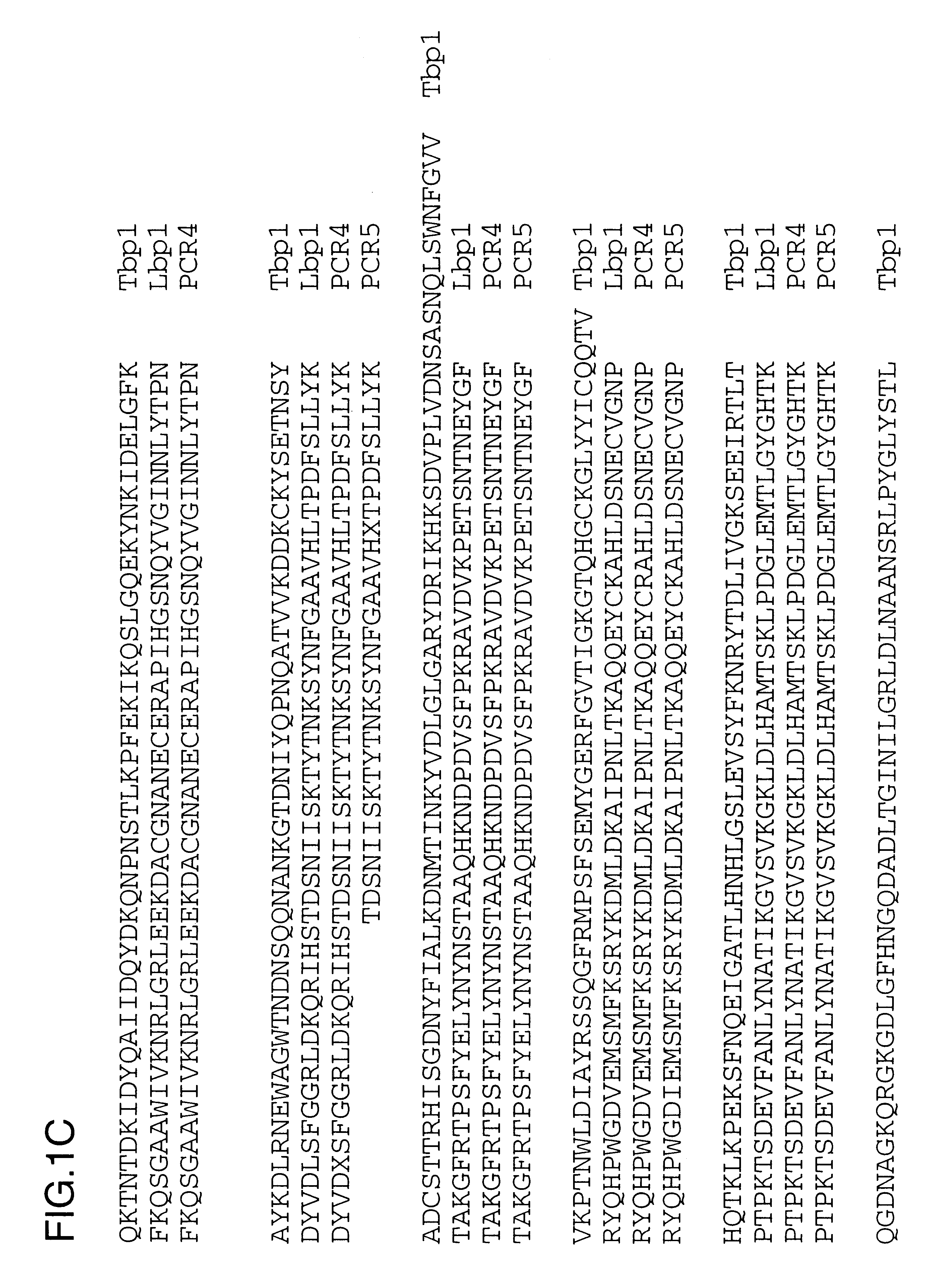 Lactoferrin receptor genes of Moraxella