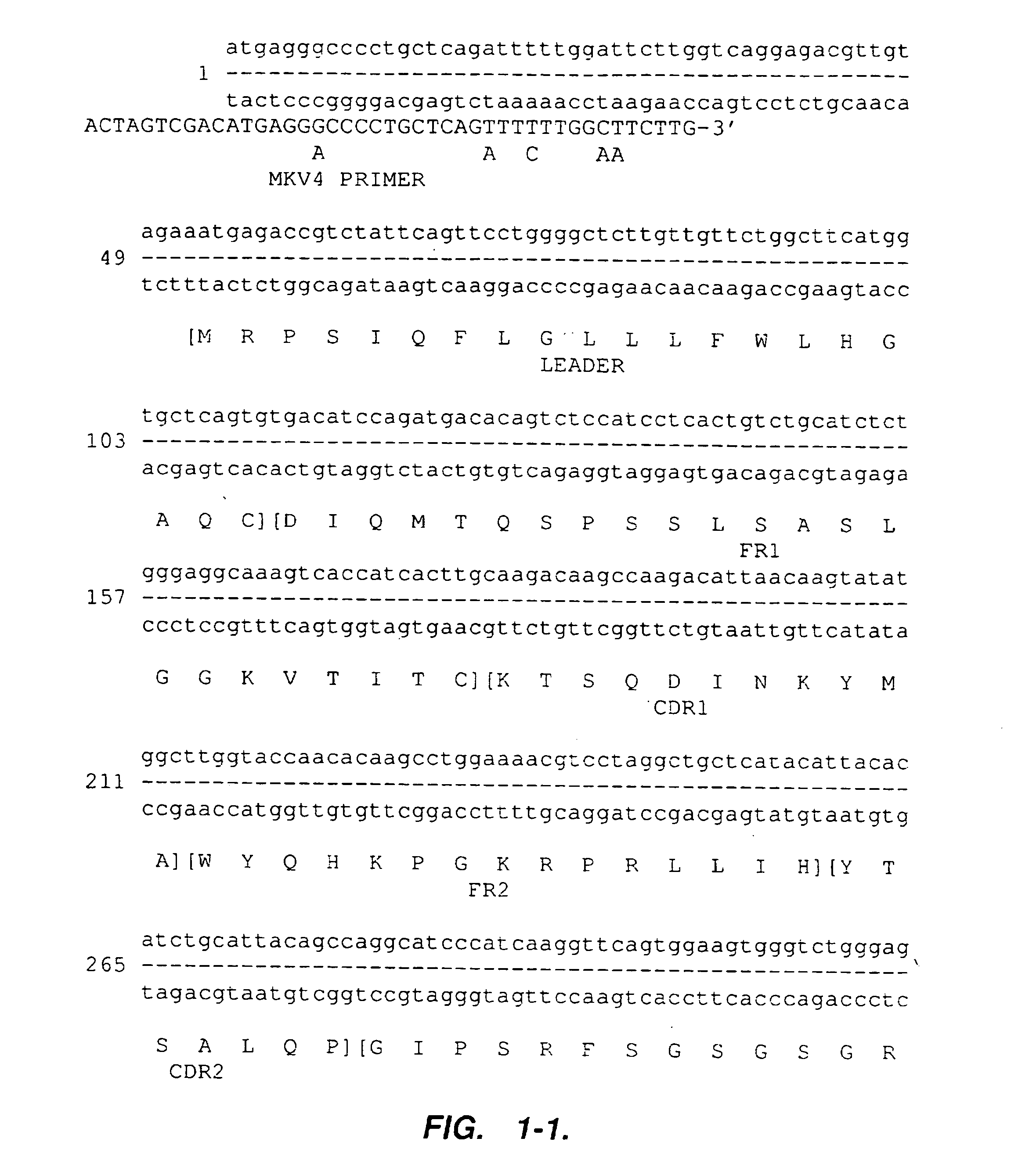 Humanized anti-VLA 4 immunoglobulins and uses thereof