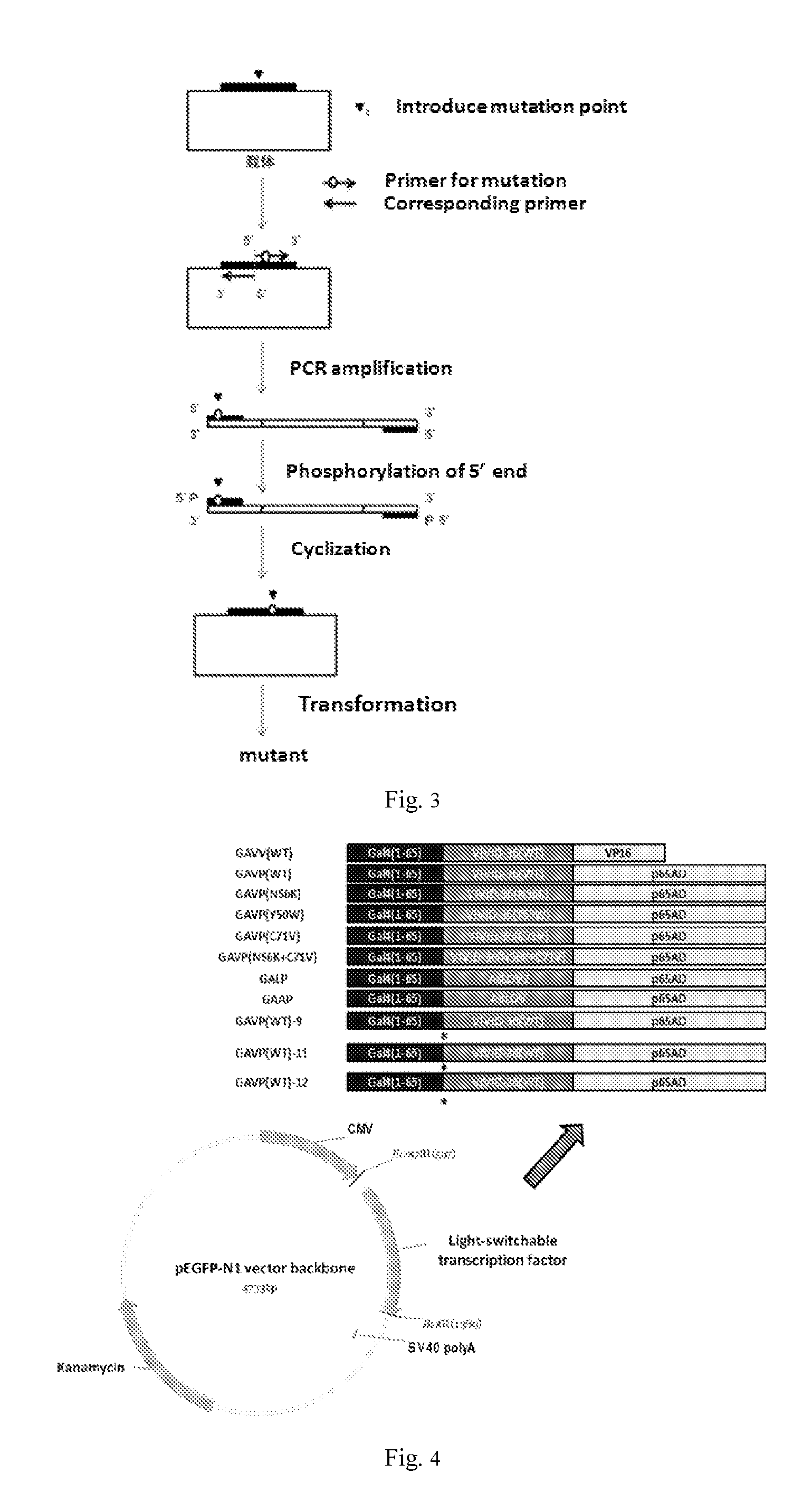 Light-Switchable Gene Expression System