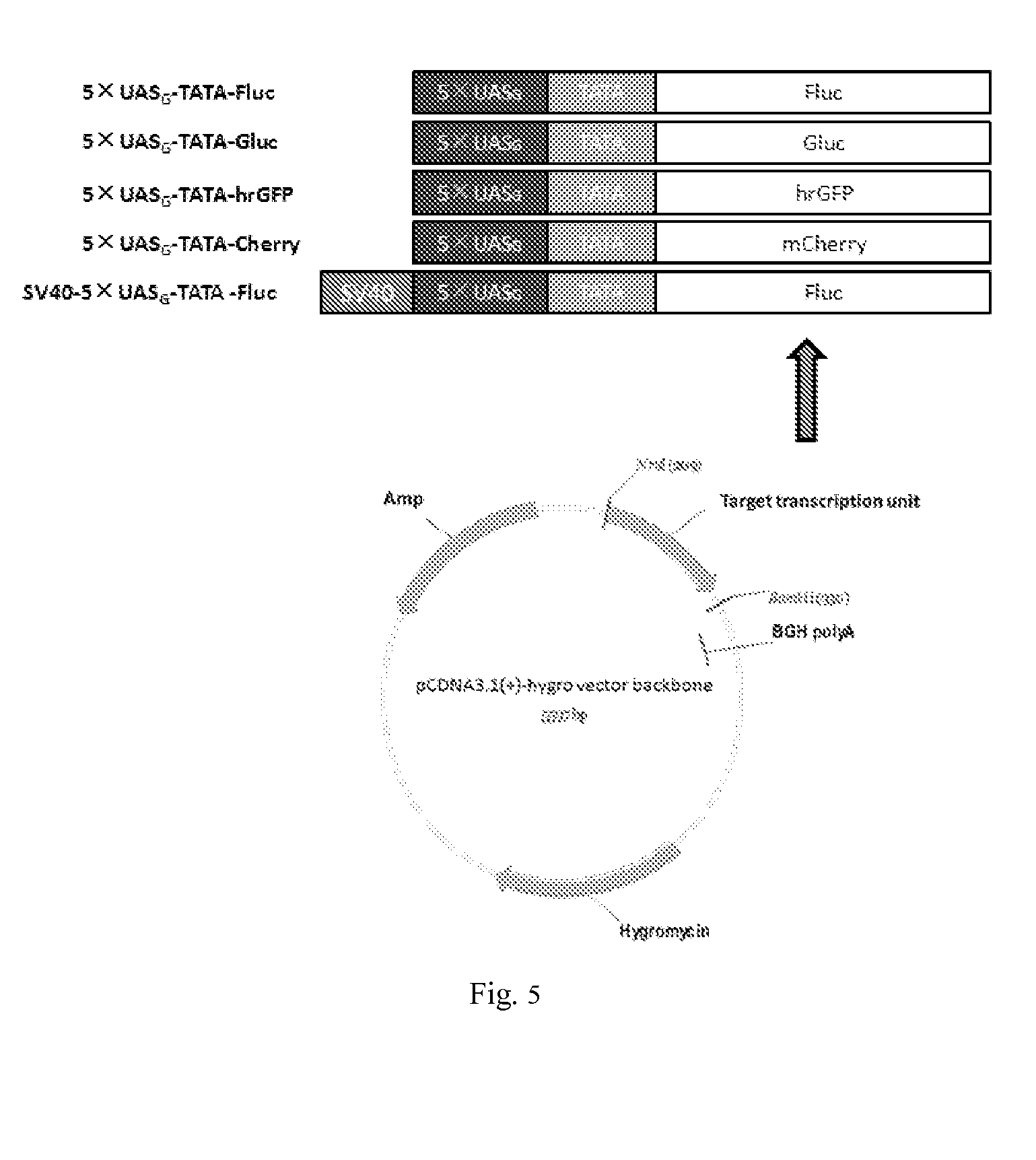 Light-Switchable Gene Expression System