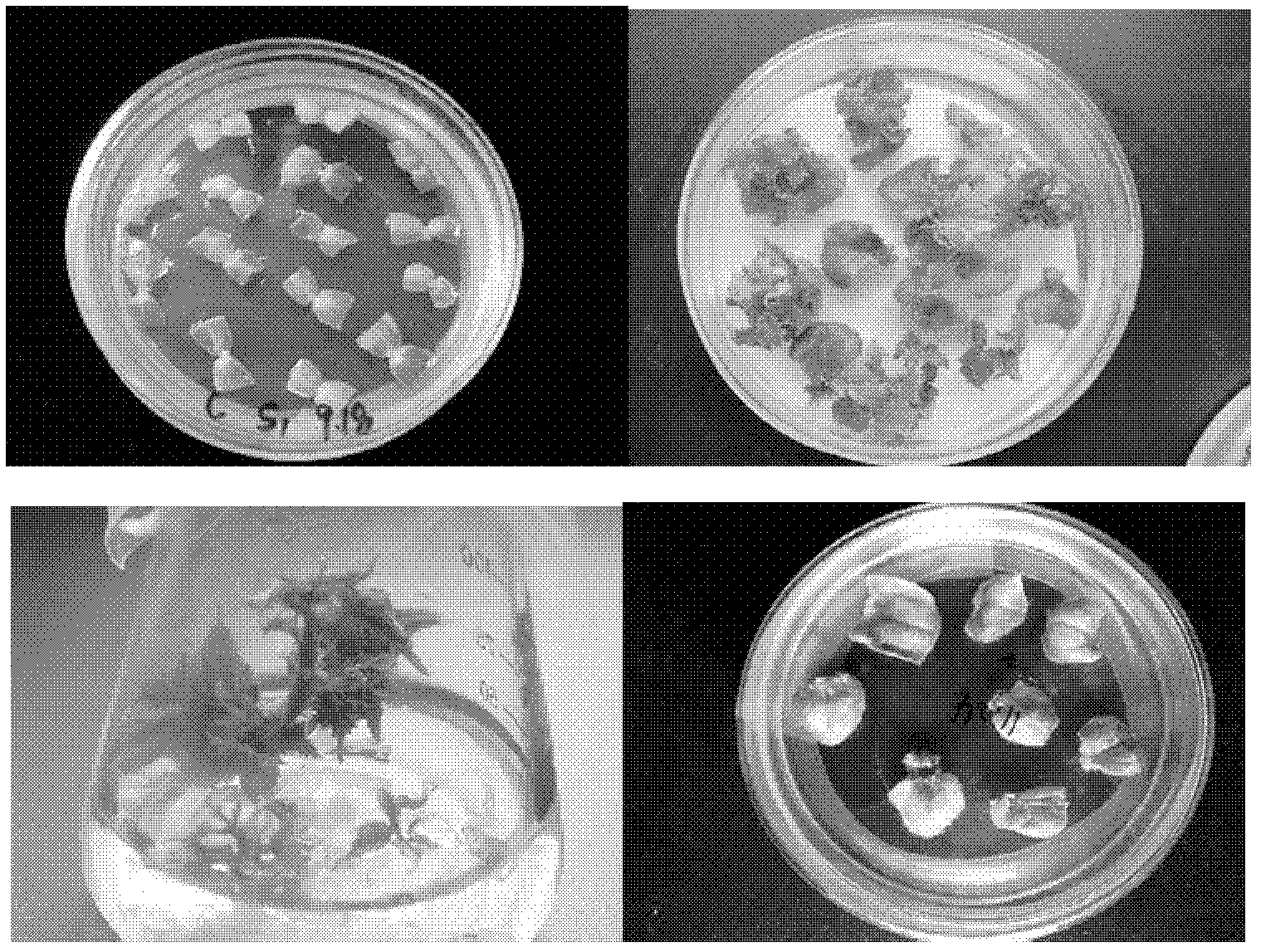 Method for introducing RNA (ribonucleic acid) interfering gene resistant to root-knot nematode into cucumber