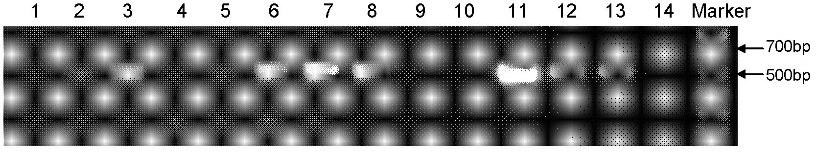 Method for introducing RNA (ribonucleic acid) interfering gene resistant to root-knot nematode into cucumber