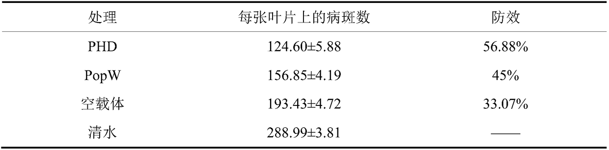 Ralstonia solanacearum N477 extracelluar protein PHD as well as coding gene and application thereof