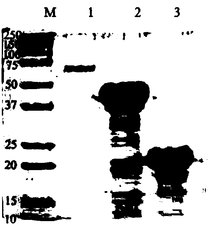 Ralstonia solanacearum N477 extracelluar protein PHD as well as coding gene and application thereof