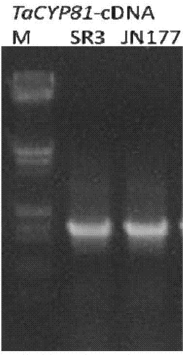 Wheat salt-tolerant gene TaCYP81 and application thereof