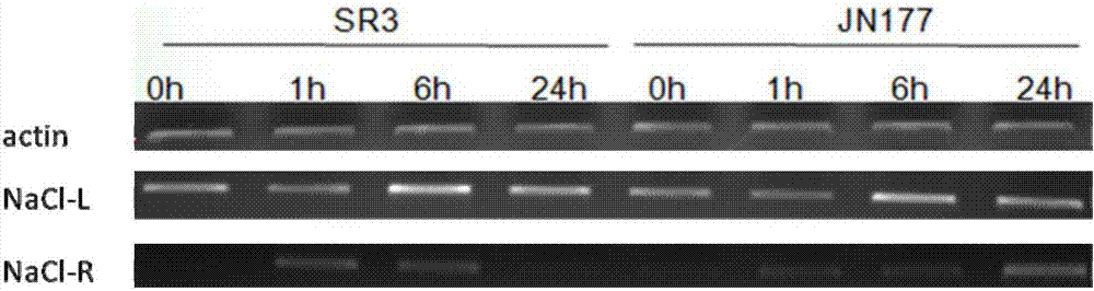 Wheat salt-tolerant gene TaCYP81 and application thereof